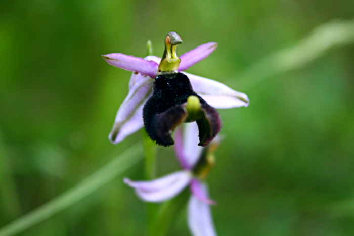 Ophrys romolinii, Faentino (RA)